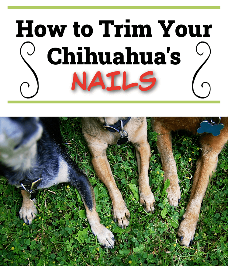 Three Chihuahuas with their paws extended