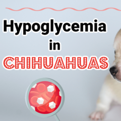 Thumbnail of a small white Chihuahua puppy with hypoglycemia