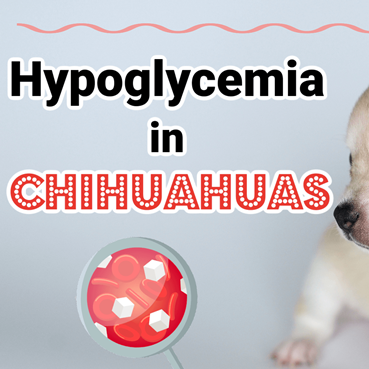 Chihuahua shop hypoglycemia seizure