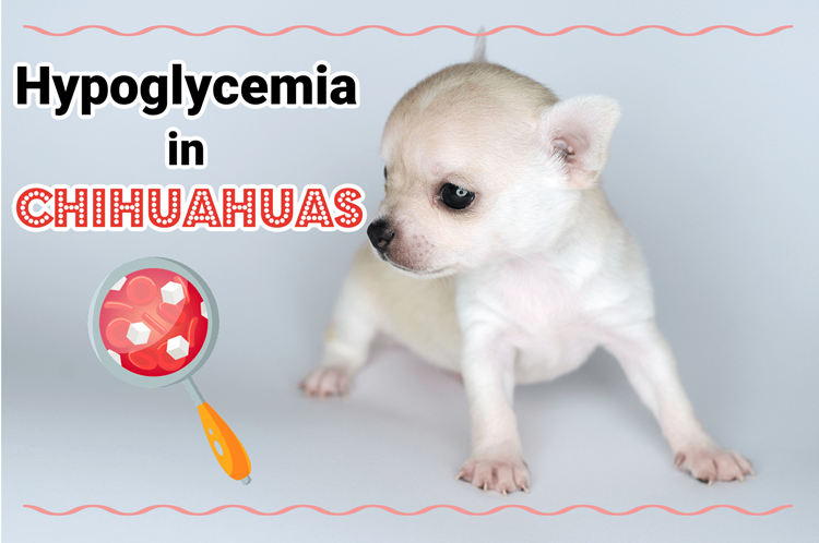 Small white Chihuahua puppy with hypoglycemia