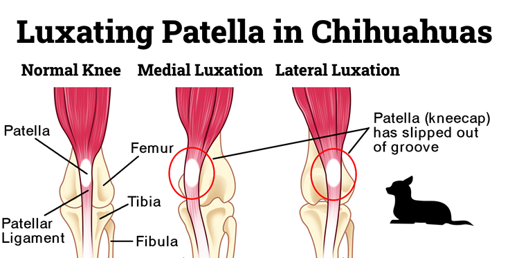 Illustration of luxating patella in Chihuahuas