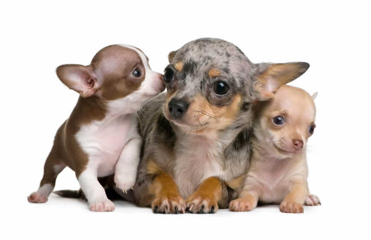 Merle and non-merle Chihuahua puppies