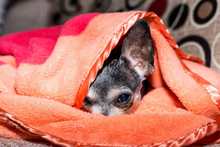 Merle Chihuahua burrowing under a red blanket