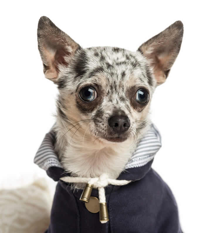 Merle Chihuahua wearing a blue shirt