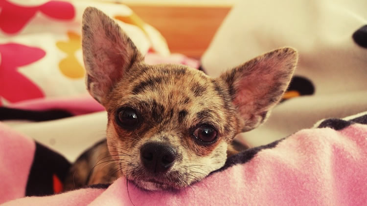 Merle Chihuahua with big ears