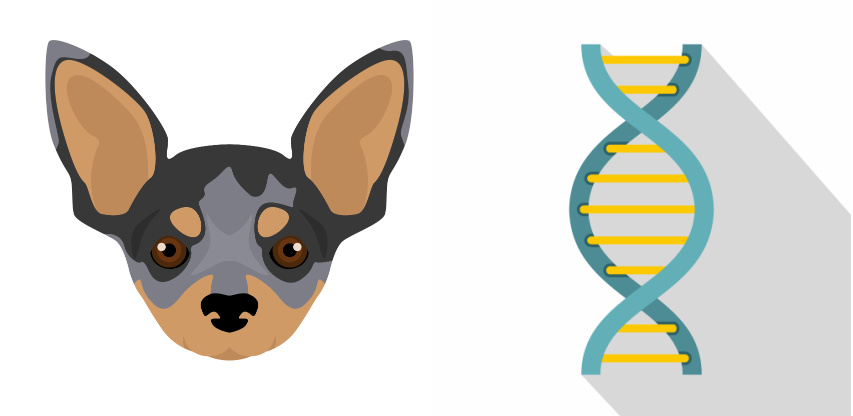 Illustration of a merle Chihuahua with a DNA gene