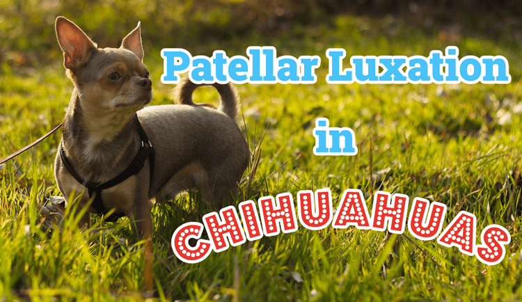 Chihuahua with a luxating patella walking outside in the grass