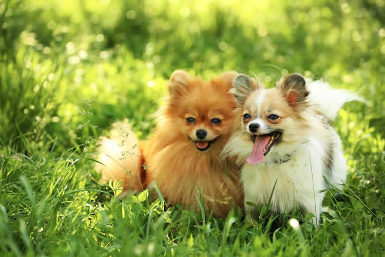 A pair of Chihuahuas with healthy knees sitting outside in a field of grass
