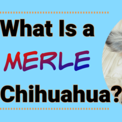 Illustration of what is a merle Chihuahua