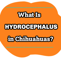 Small Chihuahua puppy with the a banner saying "What Is Hydrocephalus in Chihuahuas?" thumbnail