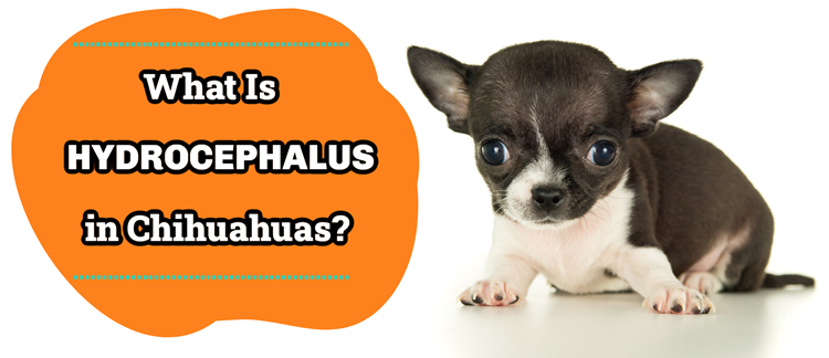 Small Chihuahua puppy with the a banner saying "What Is Hydrocephalus in Chihuahuas?"