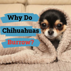 Small Chihuahua burrowing thumbnail