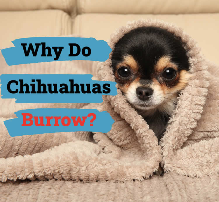Small Chihuahua burrowing in blankets