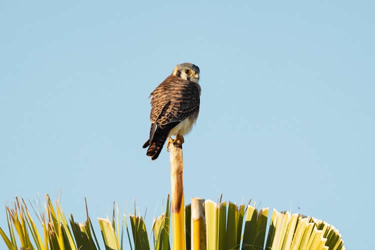 American Kestrel sitting atop a perch