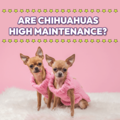 Two Chihuahuas dressed in sweaters under a graphic saying "Are Chihuahuas High Maintenance?"