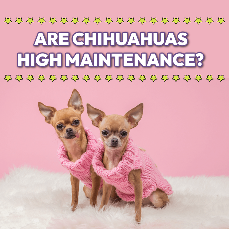 Two Chihuahuas dressed in sweaters under a graphic saying "Are Chihuahuas High Maintenance?"