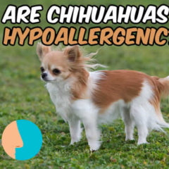 Thumbnail of a brown-and-white Chihuahua playing outside in the grass