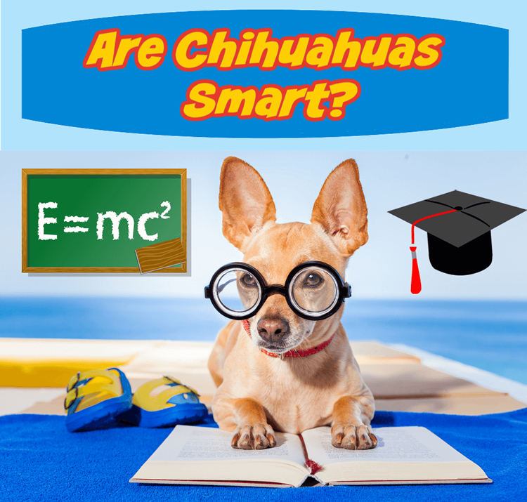 Are Chihuahuas smart?