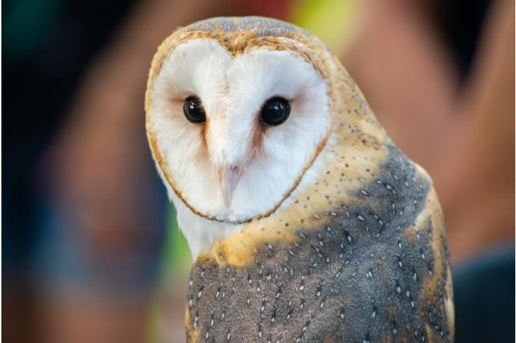 Barn owl looking for prey