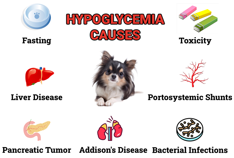 Illustration showing the causes of hypoglycemia in Chihuahuas