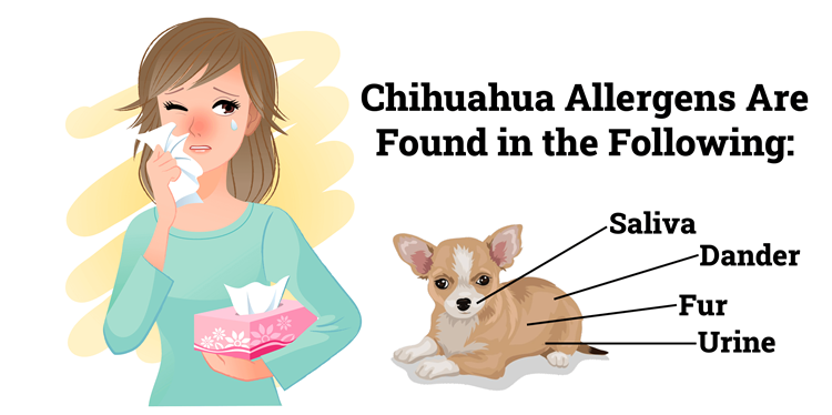 Illustration of a woman experiencing an allergy attack from a Chihuahua