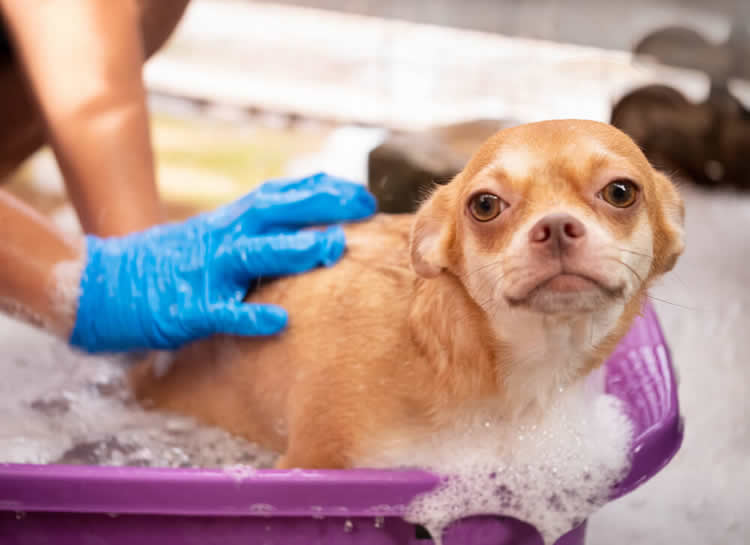 Chihuahua with allergens getting a bath