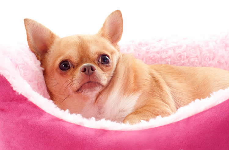 Chihuahua resting in a pink bed
