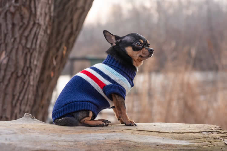 Chihuahua wearing a sweater in cold weather outdoors