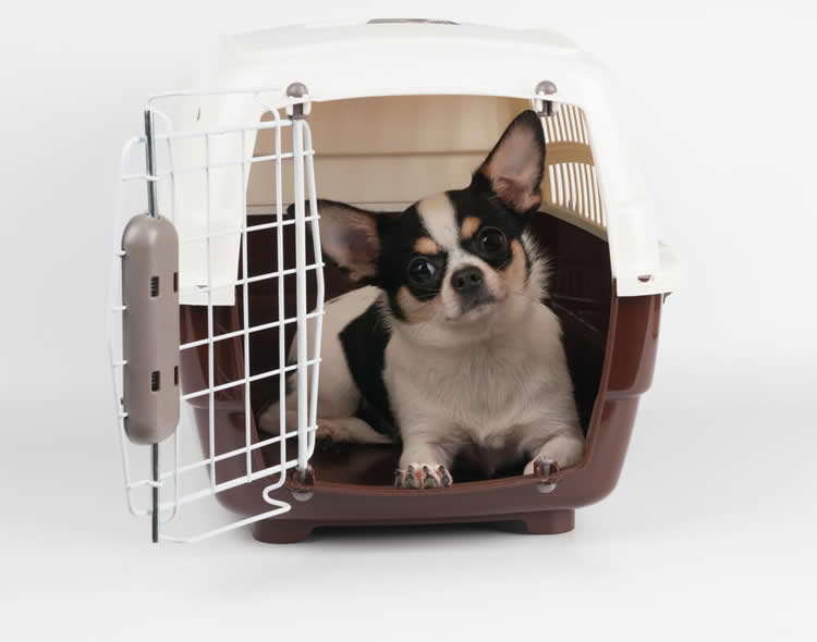 Chihuahua sitting inside of a create with the door open