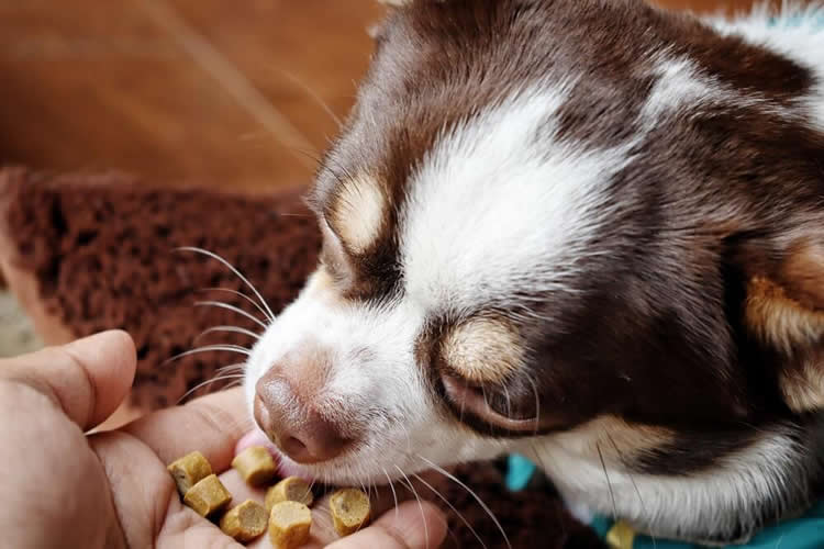 Chihuahua eating food out of owner's hand