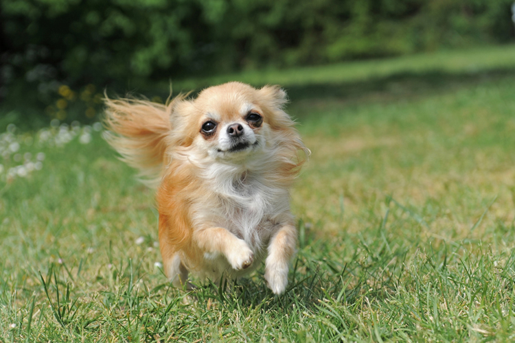 Long-coat Chihuahua exercising outdoors on a sunny day