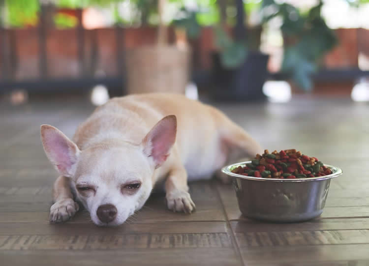 Chihuahua lying on the floor in front of a food bowl filled with kibble