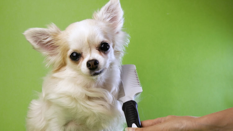 White Chihuahua getting brushed by his owner