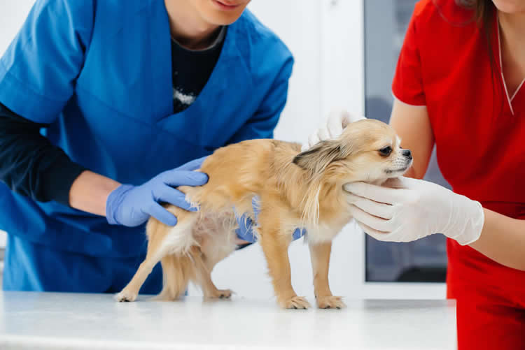 Chihuahua with health problems getting diagnosed by a veterinarian