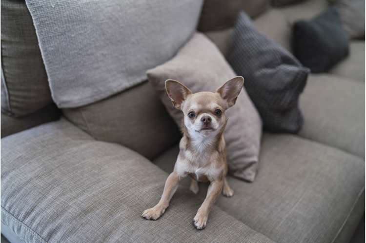 Chihuahua shaking during a hypoglycemia episode
