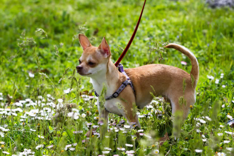Chihuahua being walked on a leash and harness