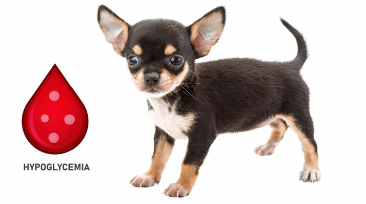 Chihuahua puppy with hypoglycemia