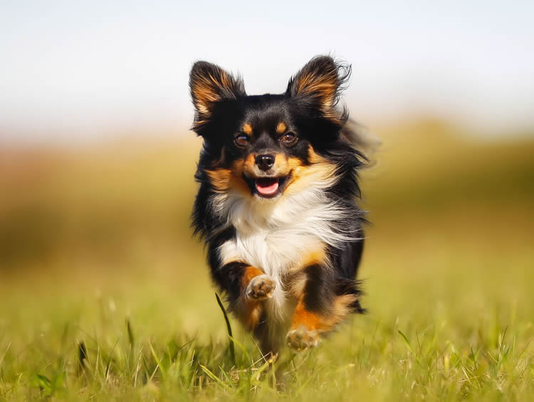 Long-coat Chihuahua running in a field outdoors