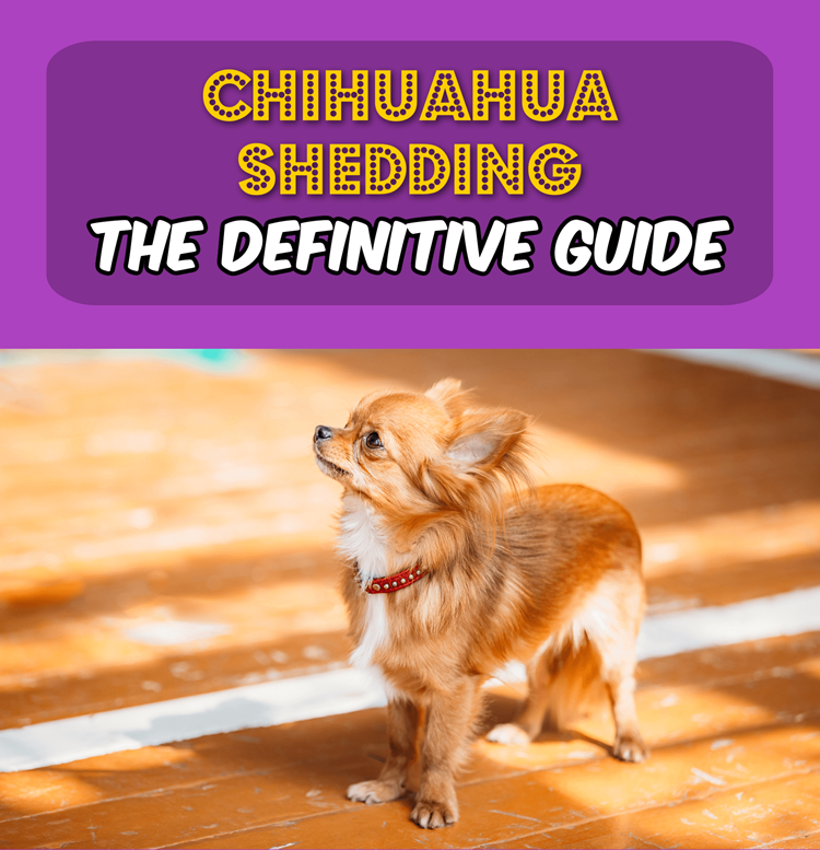 Long-coat Chihuahua shedding