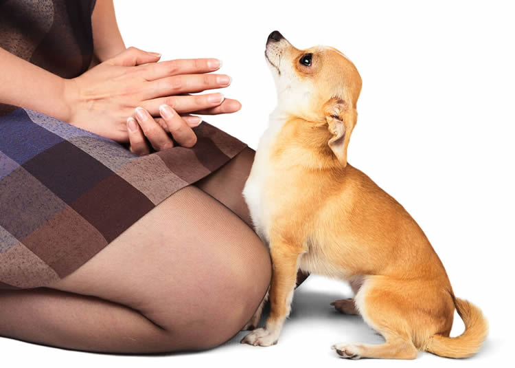 Brown smooth-coat Chihuahua sitting in front of a woman