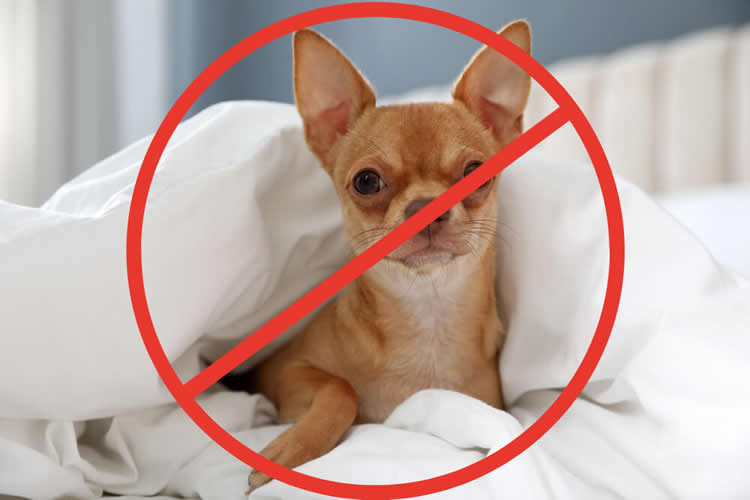 Chihuahua sleeping in owner's bed