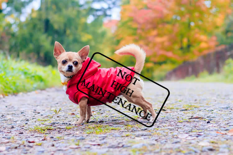 Chihuahua wearing a jacket with an illustration saying "Not High Maintenance"