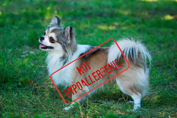 Long-coat Chihuahua with the illustration of a stamp saying "Not Hypoallergenic"