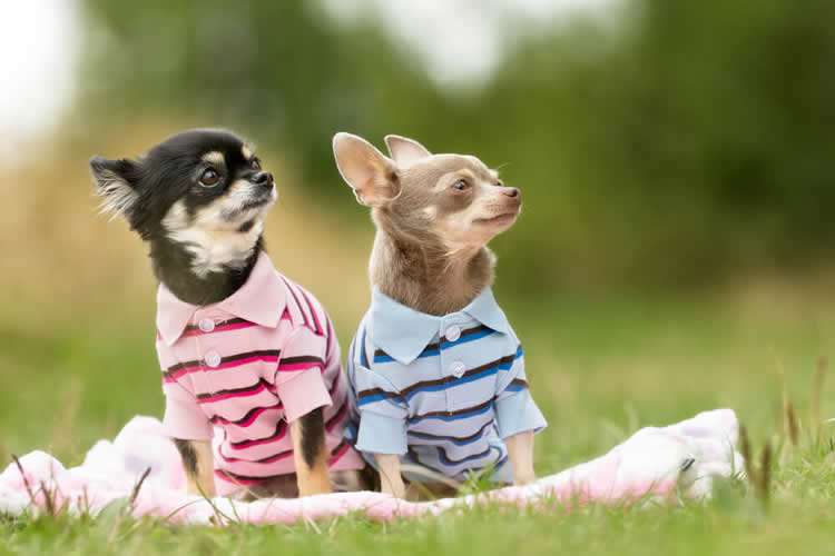 Two Chihuahuas wearing shirts to control their protein-based allergens