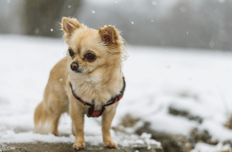 Cold Chihuahua outdoors during a winter storm