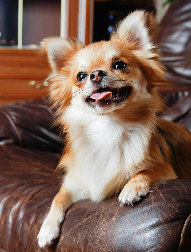 Chihuahua shedding on sofa