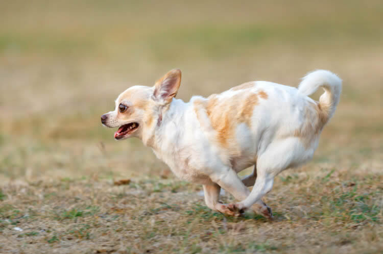 Excited Chihuahua running and playing