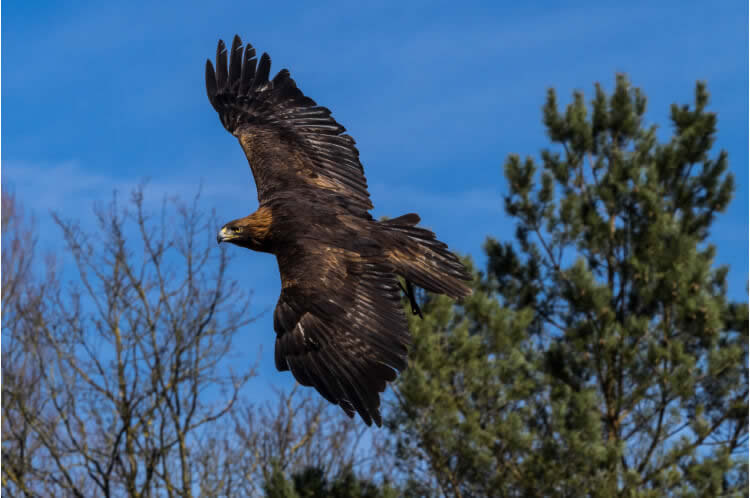 Golden eagle flying in the air