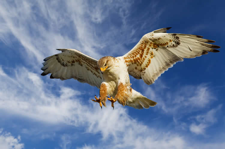 Hawk flying through the air looking for prey
