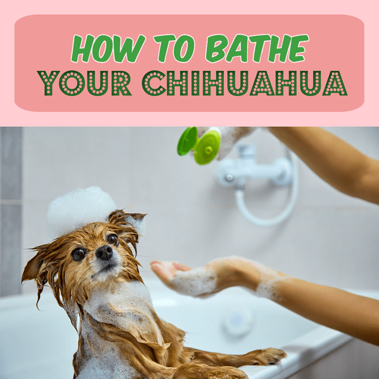 Chihuahua getting a bath with an illustration saying "How to Bathe Your Chihuahua"